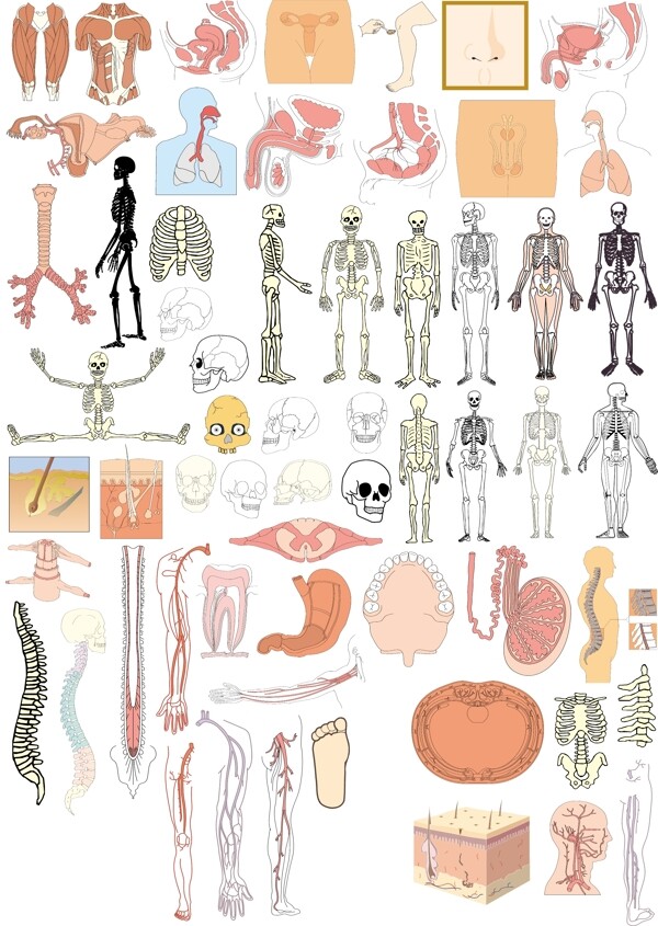 人体解剖系列之三