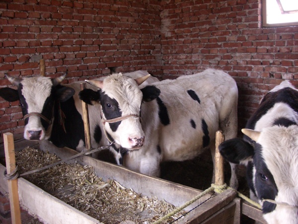 奶牛养殖图片