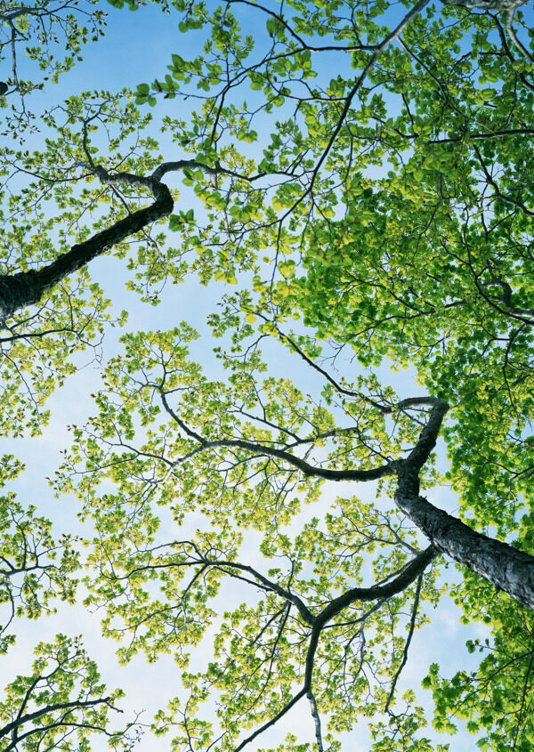 树林图片森林树木图片119图片