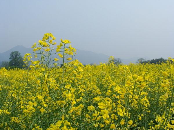 油菜花开图片