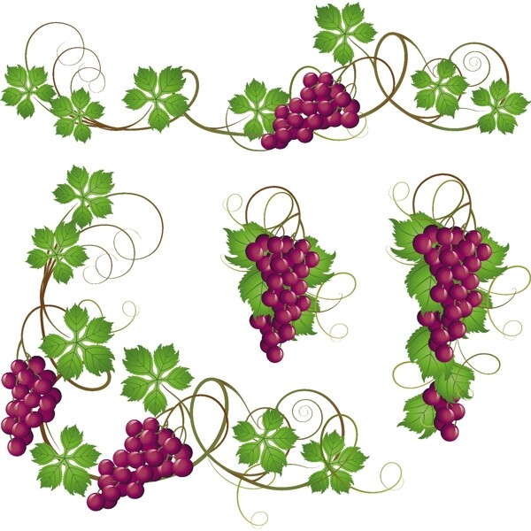 紫葡萄和葡萄叶子矢量