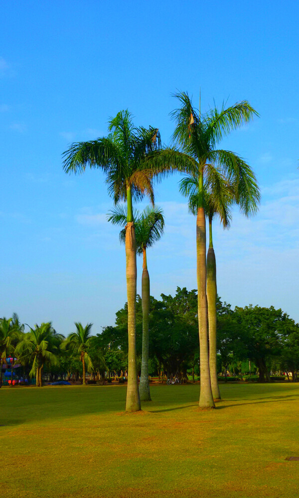 南国风景棕榈树图片