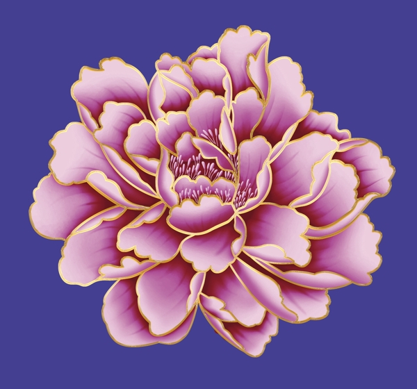 紫色牡丹花图片