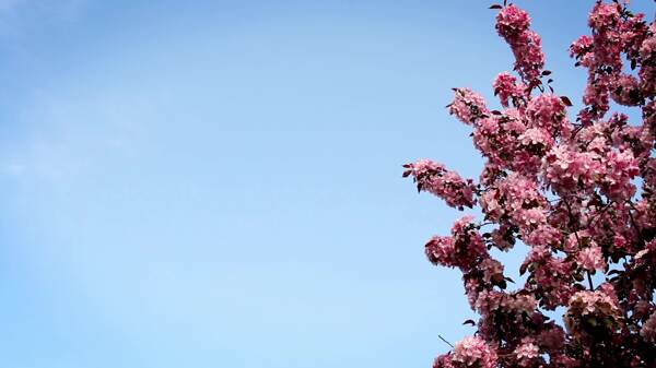 春天树上的花风运动背景视频免费下载