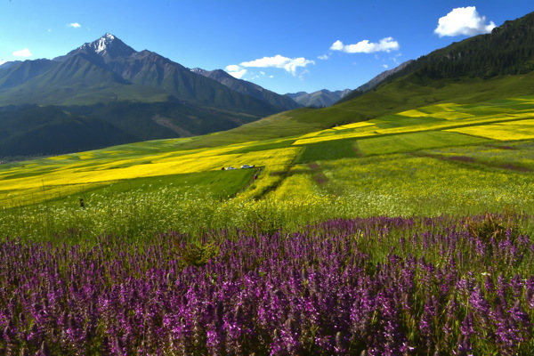 青海祁连县油菜花风景