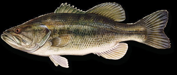 侧面鱼类图片免抠png透明图层素材