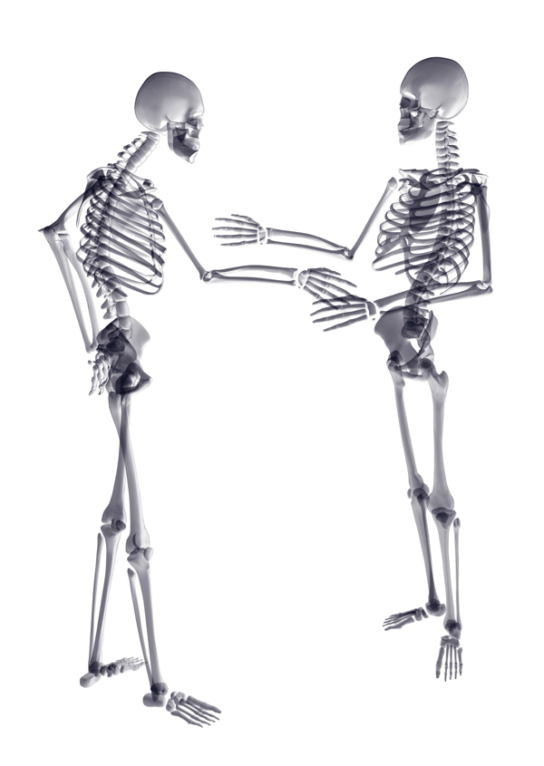 人体骨骼