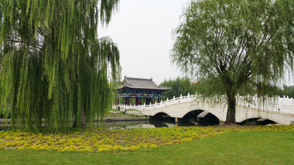 风景柳树石桥