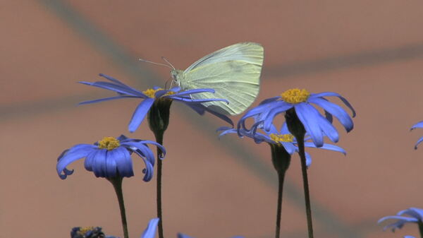西西里岛的蓝色花朵的白蝴蝶5股票的录像