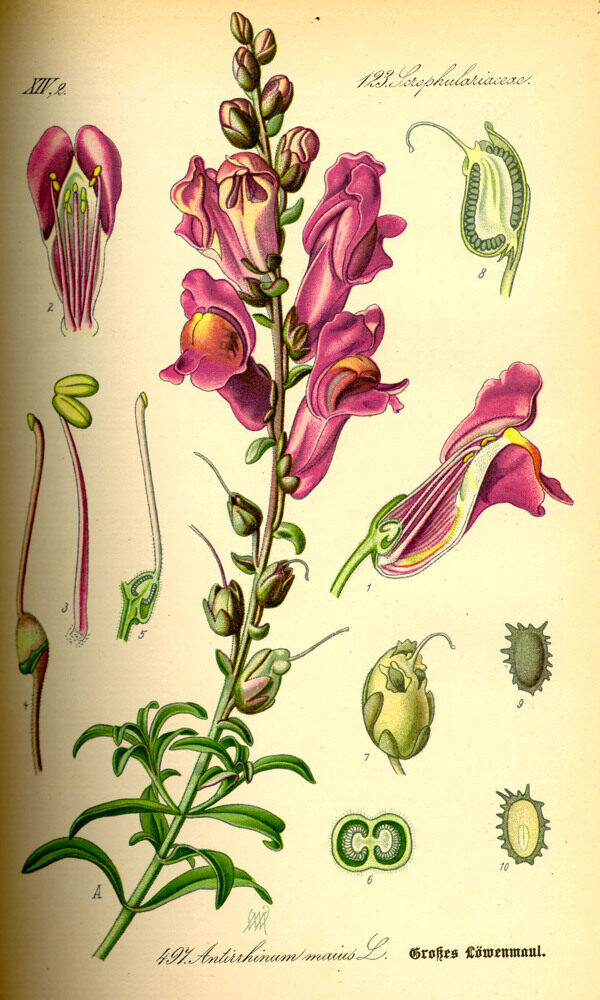 手绘彩色植物图谱图片