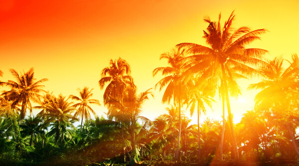 阳光照耀下的椰树美景