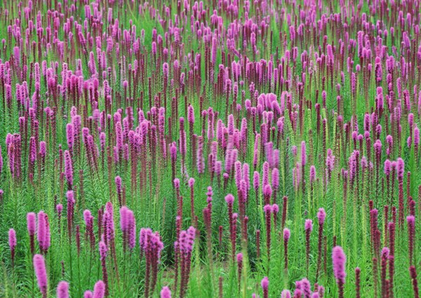 花卉风景图片