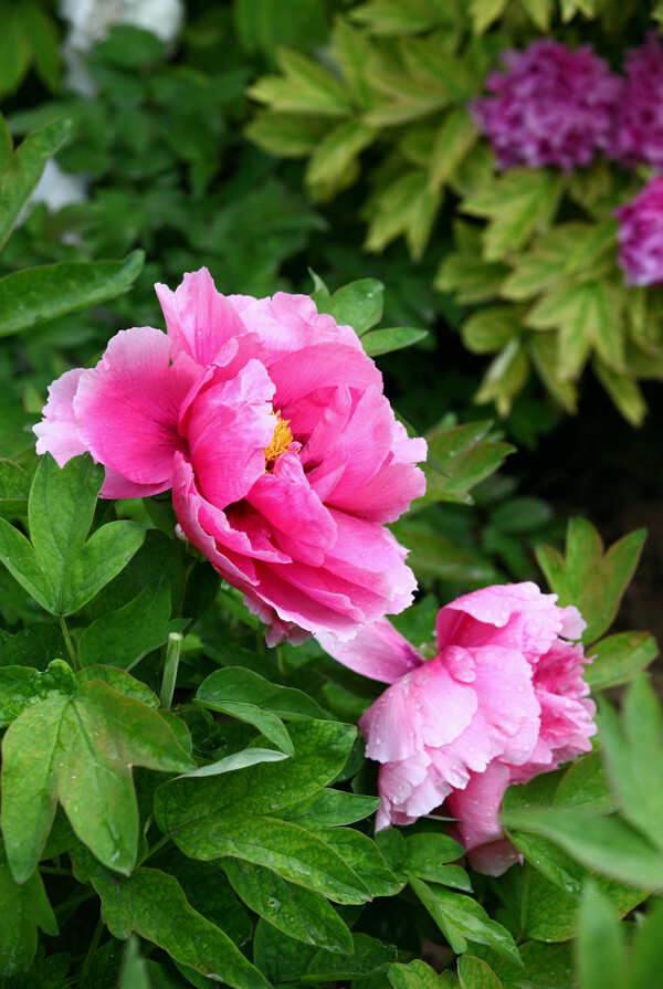 雨后两簇粉红色牡丹花