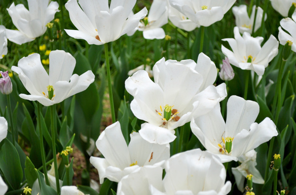 白色郁金香花海图片