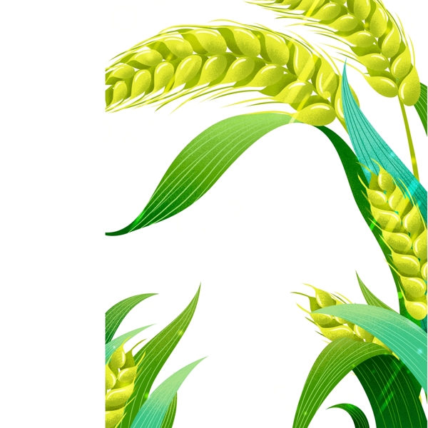 绿色植物小麦插画