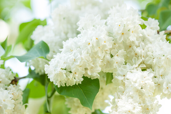美丽白色鲜花