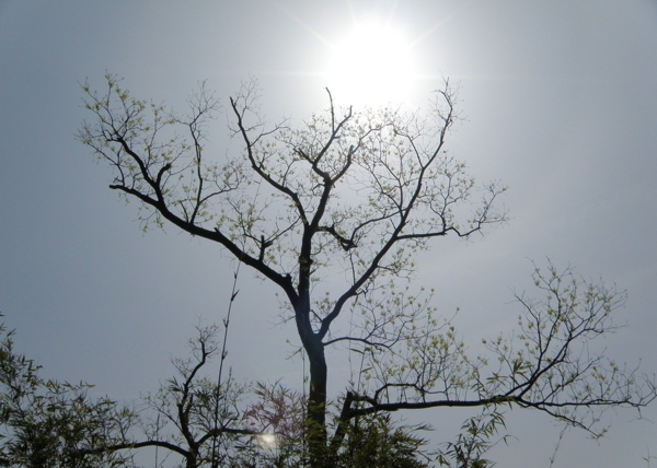 阳光中的树荫图片