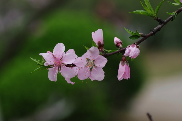 桃花图片