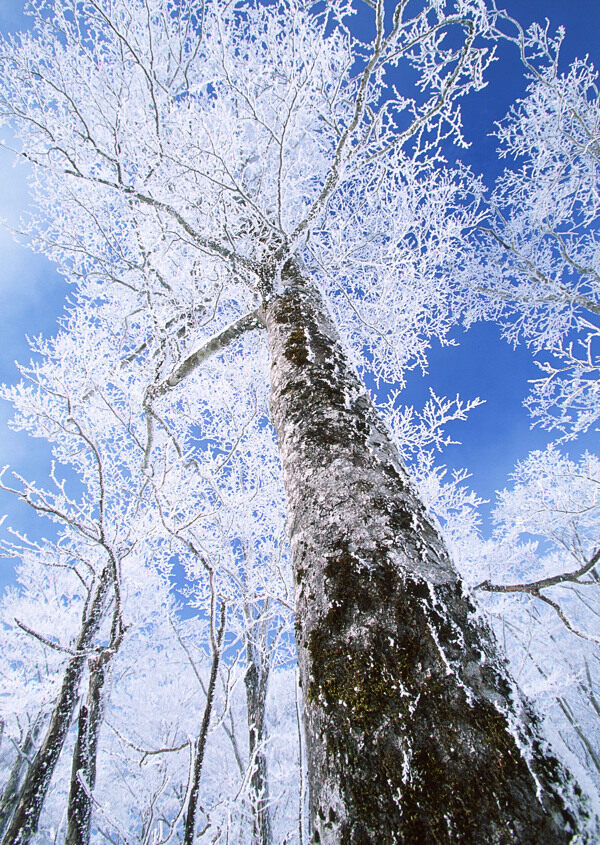 冬天的树林雪景