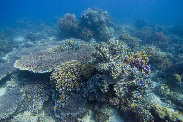 大片的珊瑚群