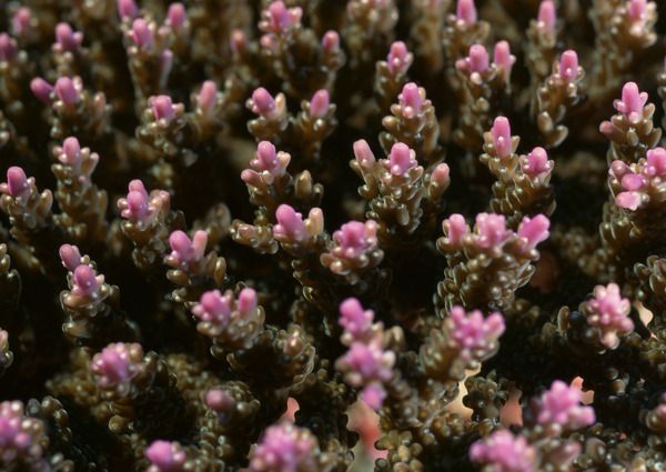 海洋生物