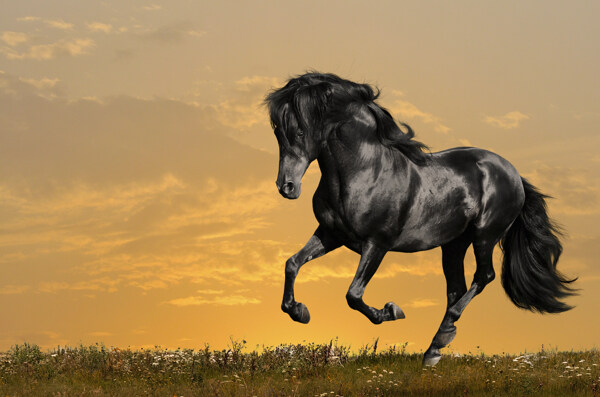 草原上奔跑的一匹马图片