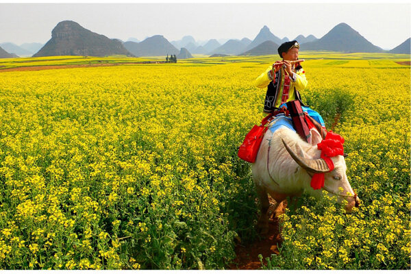 油菜花花海图片