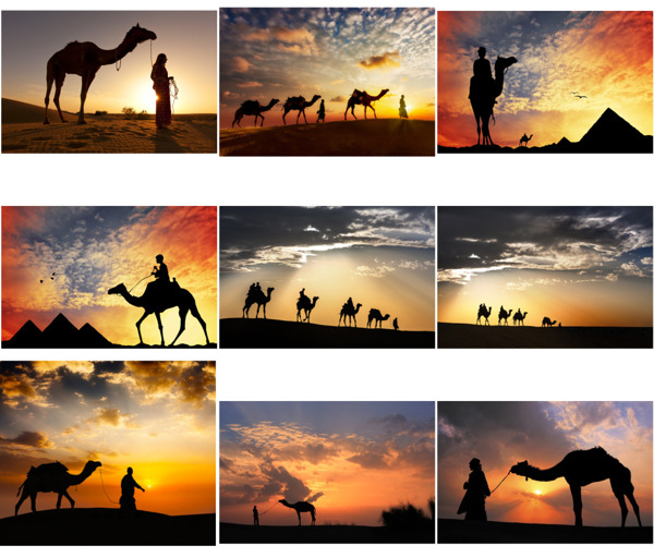 沙漠里骆驼