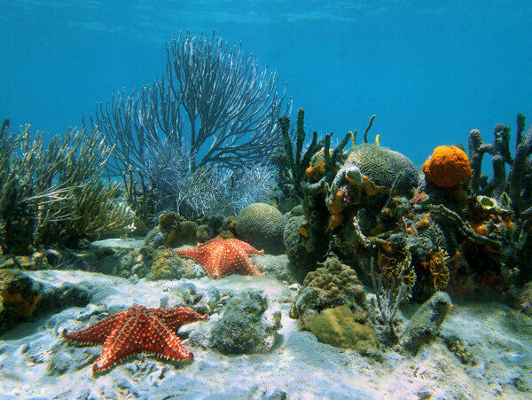 水底的珊瑚海星摄影