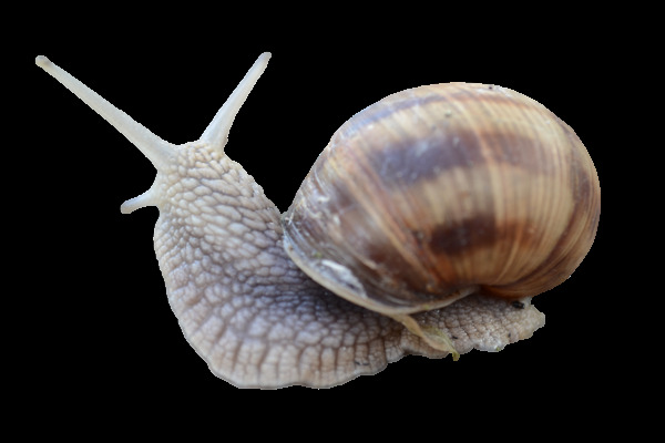 软体动物蜗牛免抠png透明图层素材