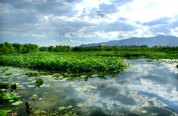 翠湖湿地公园图片