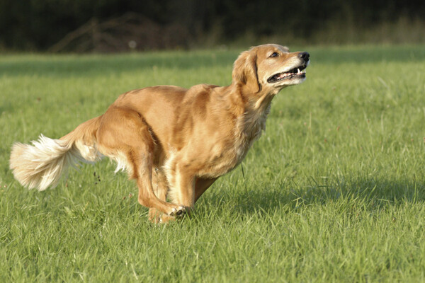 草地上奔跑的狗图片