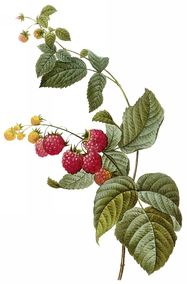 手绘树莓图片