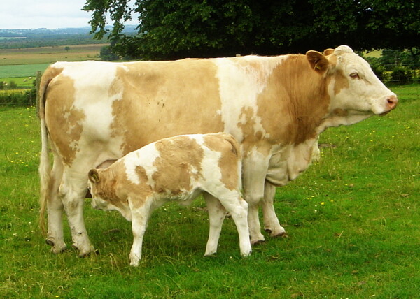 母牛和牛犊图片