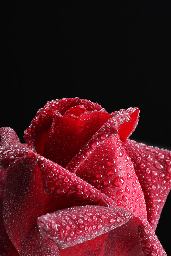 露珠红玫瑰花图片