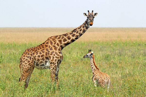 长颈鹿与幼崽