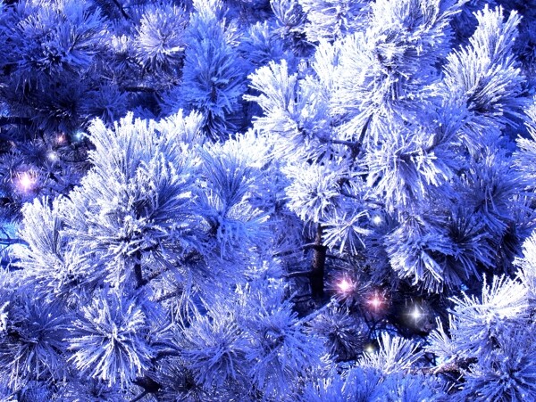 冰雪覆盖的树枝图片