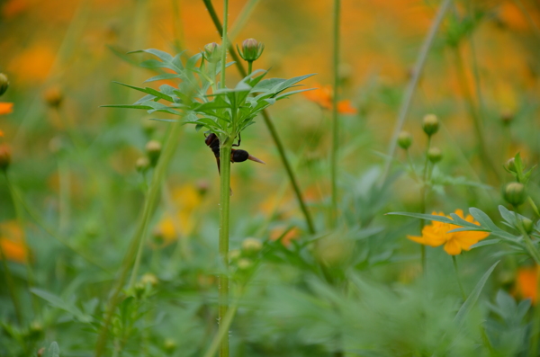 蜜蜂采蜜