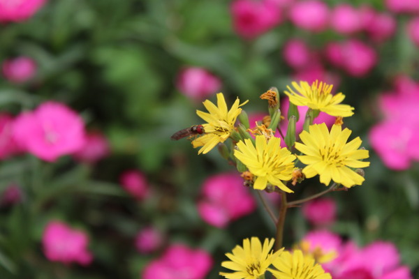 翠菊蜜蜂图片