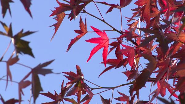 鲜红色的秋天的叶子视频素材