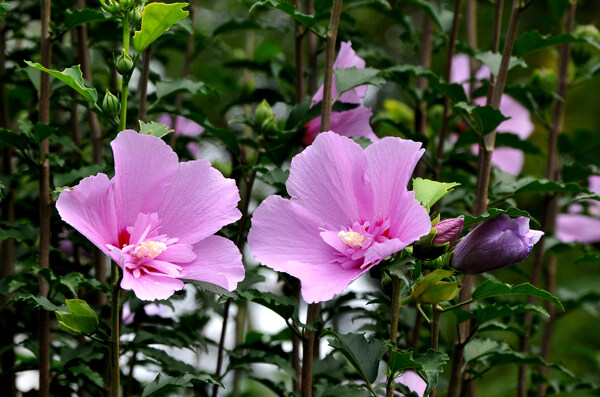 木槿花粉红花朵花瓣花蕊