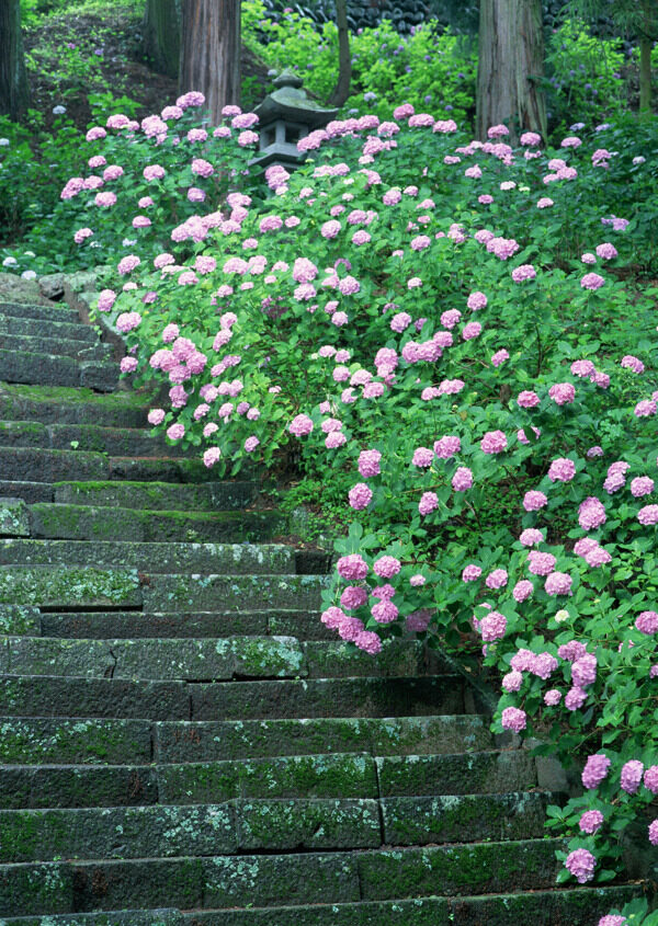 鲜花阶梯图片