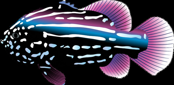 漂亮彩色斑纹的鱼免抠png透明素材