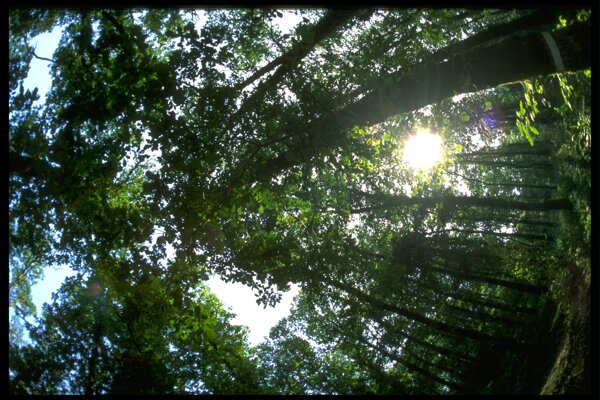 全球首席大百科风光风景大自然环境树木山林森林