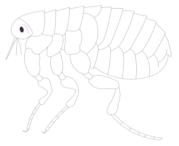 甲虫昆虫矢量素材EPS格式0181