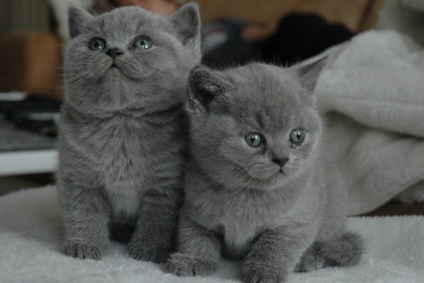 可爱灰色小猫图片