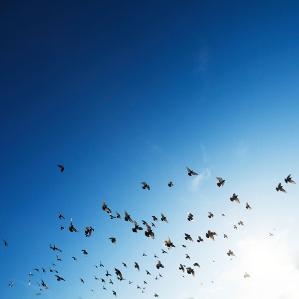 天空蓝色鸟群自然生态背景素材