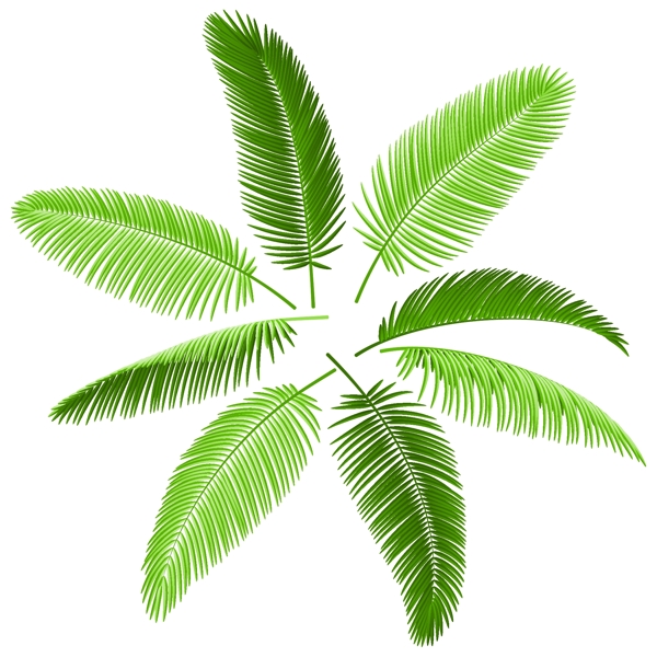 椰子树叶矢量图片