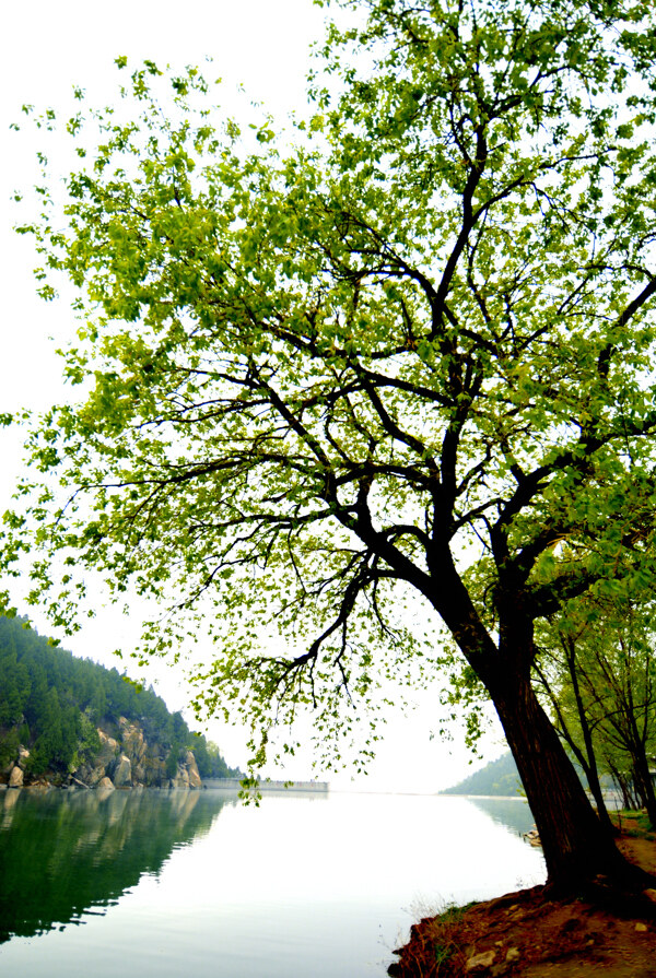 湖畔大树图片