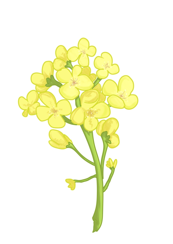 黄色油菜花的插画